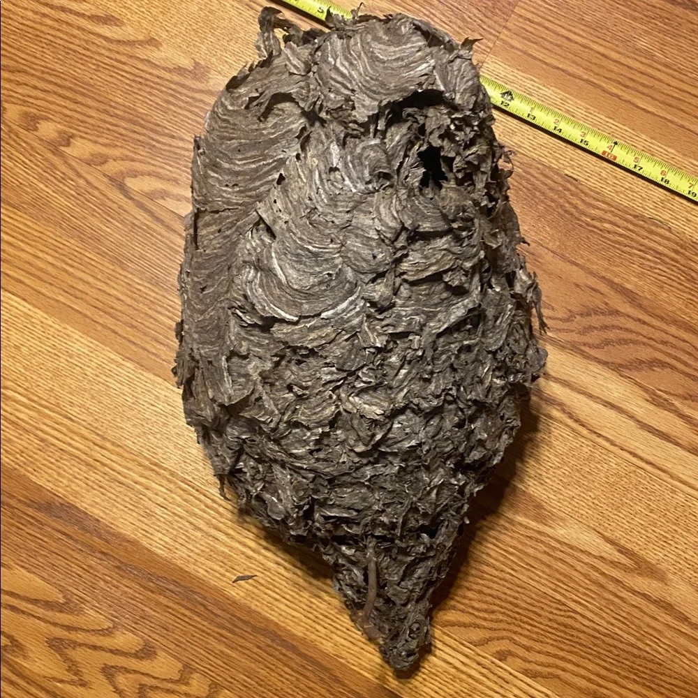 Absolutely gorgeous flawless bald faced hornets nest! Taxidermy, science oddity